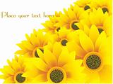 beautiful sunflowers yellow vector