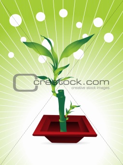 little bamboo tree with nice red pot, vector