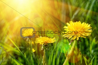 Big yellow dandelions in the tall grass