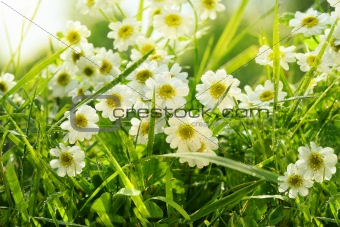 Closeup of daisies in field