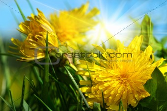 Dandelions in the grass against a blue sky