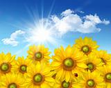 Big sunflowers against a blue summer sky