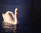 Swan on lake with reflection