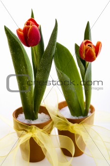 Tulips isolated on white