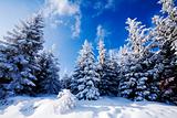 Winter scenics