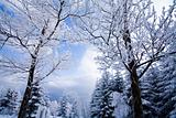 Landscape Winter - Winter Background
