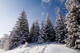 Winter scenics
