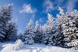 Landscape Winter - Winter Background