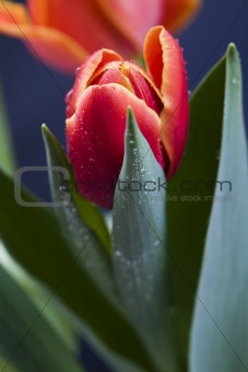 Beautiful red tulips close up