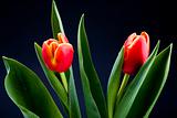 Spring flowers - Tulips
