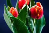 Spring flowers - Tulips