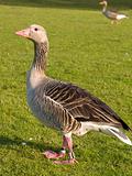 Portrait of a friendly goose