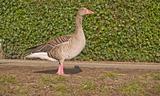 Lone goose standing on grass - copyspace