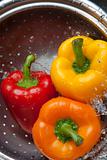 Yellow Red and Orange Bell Pepper
