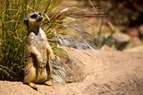 Watchful Meerkat