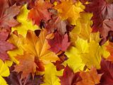 autumnal palette