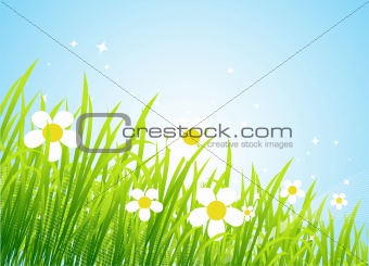 Spring meadow beautiful
