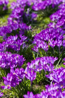 Field of purple spring crocus