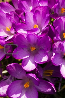 Croup of purple spring crocus