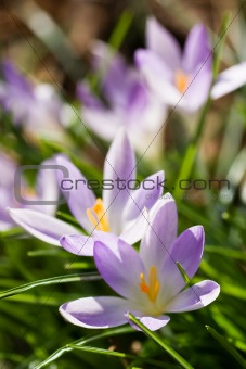 Group of purple and white crocus