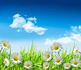 Daisies and grass with bright blue sky