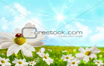 Large shasta daisies in field