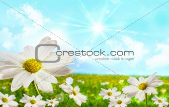 Large shasta daisies in field