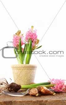 Pink hyacinth plants with bulbs 
