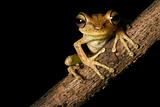 tree frog on a branch