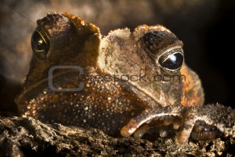 crested toad hiding