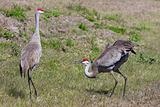 Pair Sandhill Cranes Courting