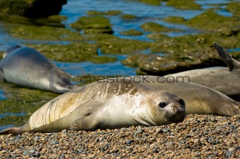 Elephant seals in Patagonia.