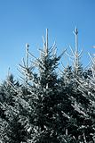 Frosty fir trees
