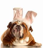dog dressed as easter bunny