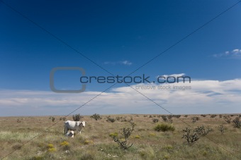 White cows Arizona USA 