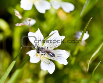 Burrowing Bee, Genus Andrena, on Meadowfoam, Limnanthes douglasi