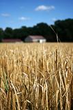 Wheat field with farmhouse