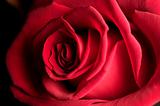 Rosa Rossa / Red rose