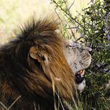 African lion  portrait 