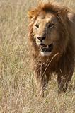 African lion  walking in savannah