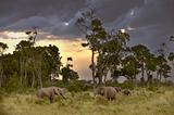 herd of elephants  in twilight