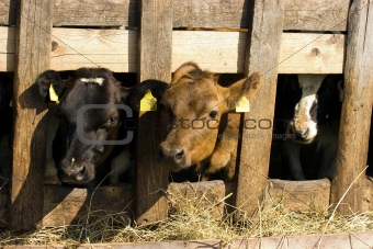 Cows in feeding place