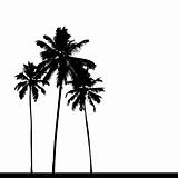 Palm tree silhouette black