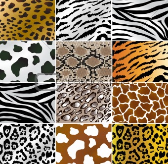 Different Animal Skins