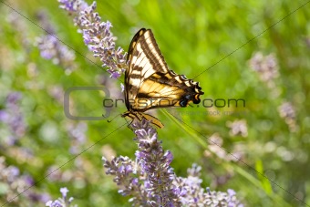 Western Tiger Swallowtail, Papilio rutulus, on Lavender