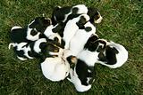 Pile of Baby Hound Dogs Puppies