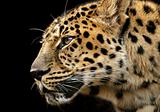 Looking leopard