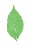 green leaf over white