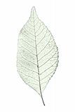 leaf over white