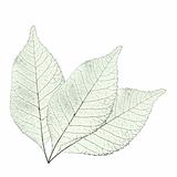 leaves over white